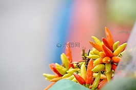 智利,香辣,特古西加爾巴