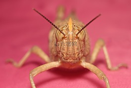 昆蟲,bespozvonochnoe,沒有一個人