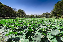 緬甸,蓮花,湖