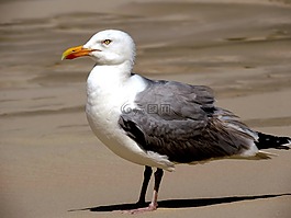 海鷗,鳥,水禽