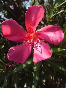 紫紅色,花,花園