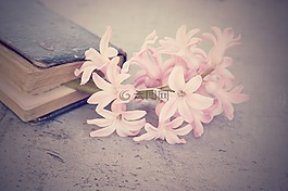花,风信子,鲜花