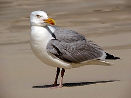 海鷗,鳥(niǎo),水禽