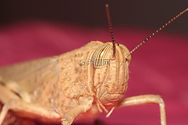 蚱蜢,bespozvonochnoe,昆蟲