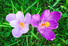藏紅花,花,春天