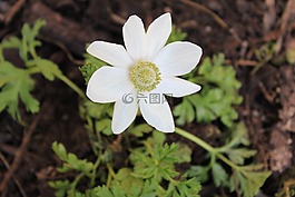 銀蓮花,花,白