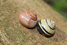 雙人,蝸牛,動物