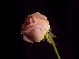 玫瑰,花,粉色