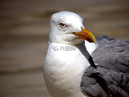 海鷗,水禽,鳥