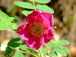 玫瑰,粉紅色,花