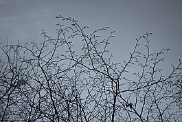 性質(zhì),樹,天堂