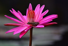 青蛙,關(guān)于,蓮花