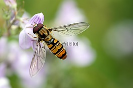 hoverfly,花飞,翅膀