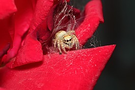 蜘蛛,性質,bespozvonochnoe
