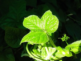 牽?；?花卉,春天