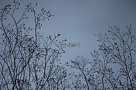 性質(zhì),樹,天堂