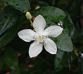 花,葉,植物區(qū)系