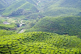 茶,卡梅隆高原,馬來西亞