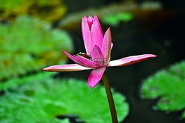 隱藏,青蛙,蓮花