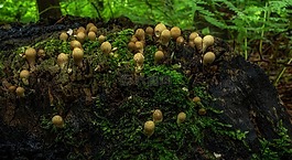 蘑菇,蘑菇菌落,性質
