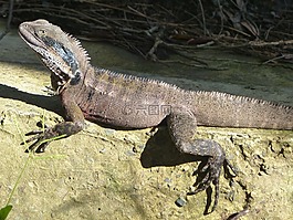 東部水龍蜥,爬行動物,東水龍