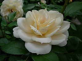 玫瑰,花,開花