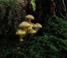 蘑菇,蘑菇菌落,木