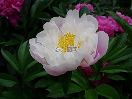 牡丹,開花,花花園