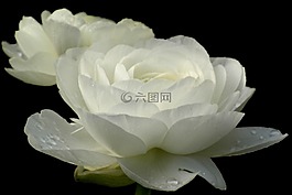 玫瑰,白玫瑰,花卉