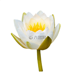睡蓮,玫瑰,花