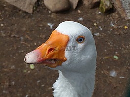 動物,鵝,鳥