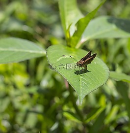 昆蟲,蝴蝶,花園