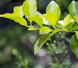 蚊子,昆蟲,宏