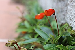 鮮花,性質(zhì),花