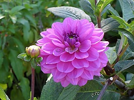 花,性質(zhì),春天