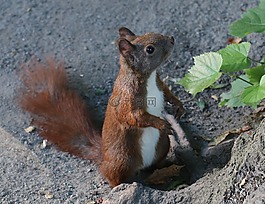 松鼠,動物,性質