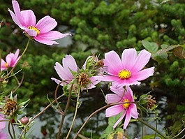 花,廠,性質(zhì)