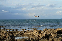 海,天空,鳥