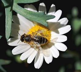 蜜蜂,開(kāi)花,花粉