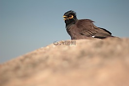 八哥,眼睛,鳥
