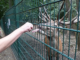 舌,赫爾,動物世界