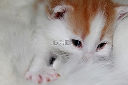 年輕的小貓,甜,寵物