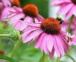coneflower,蜜蜂,粉紅色的花