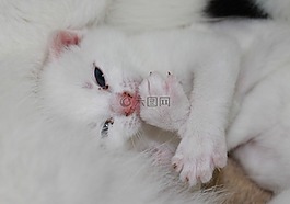 年輕的小貓,甜,寵物