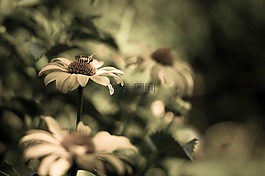 花卉,花瓣,黄色花