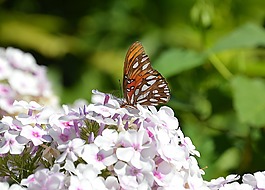 蝴蝶,鮮花,君主