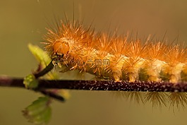 卡特彼勒,毛茸茸,頭發(fā)