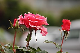 玫瑰,粉紅色,葉子