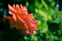 花卉,玫瑰,性質(zhì)