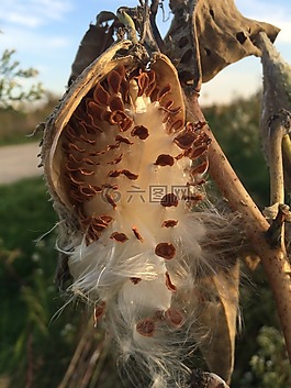 自然,牛奶雜草,種子